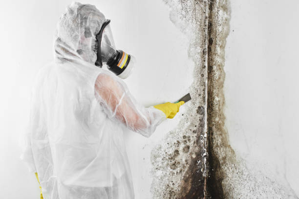 Best Office Mold Removal Services  in Lake Camelot, WI