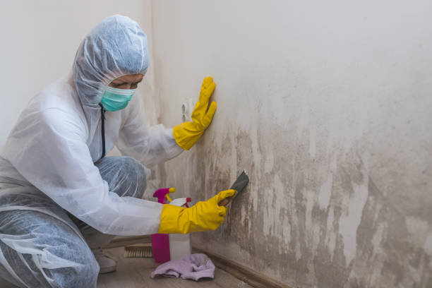 Best Mold Removal and Inspection  in Lake Camelot, WI