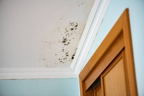 Best Toxic Mold Removal  in Lake Camelot, WI