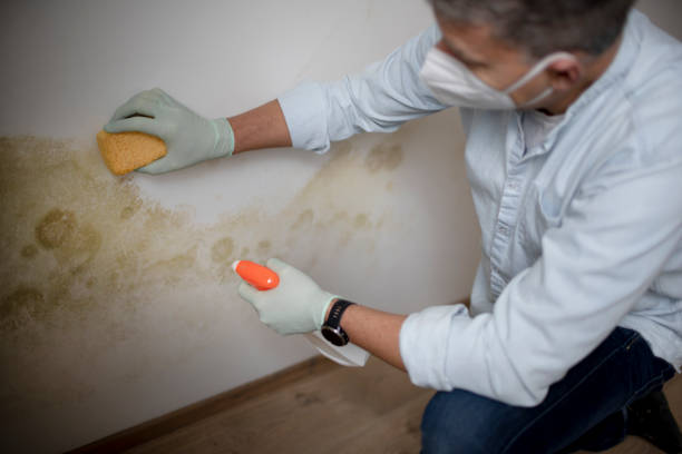 Best Mold Damage Repair  in Lake Camelot, WI