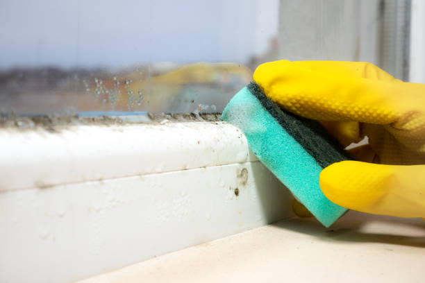 Best Mold Damage Repair  in Lake Camelot, WI