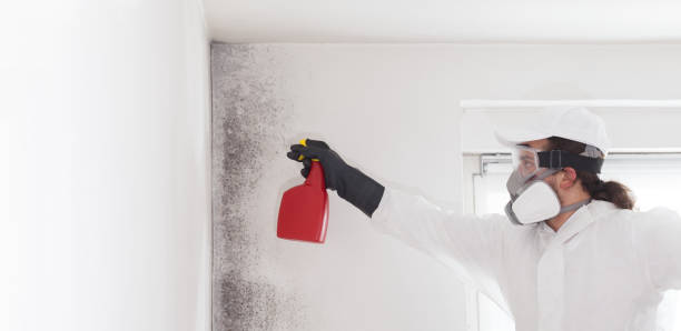 Best Attic Mold Removal  in Lake Camelot, WI