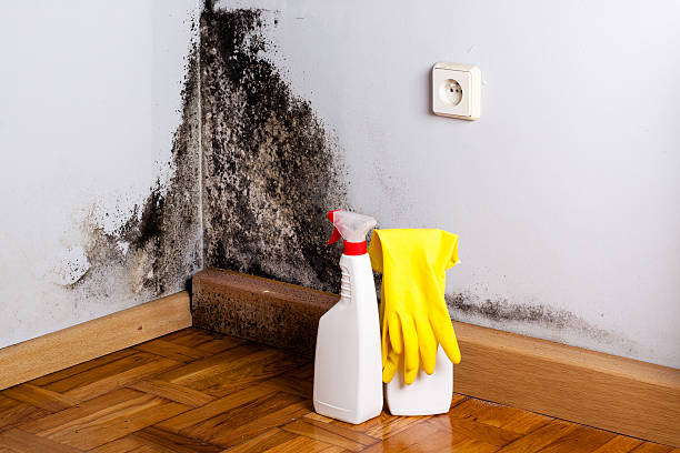 Best Mold Damage Repair  in Lake Camelot, WI