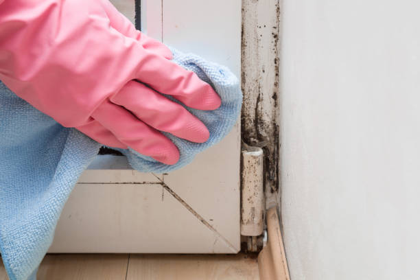 Best Professional Mold Removal  in Lake Camelot, WI