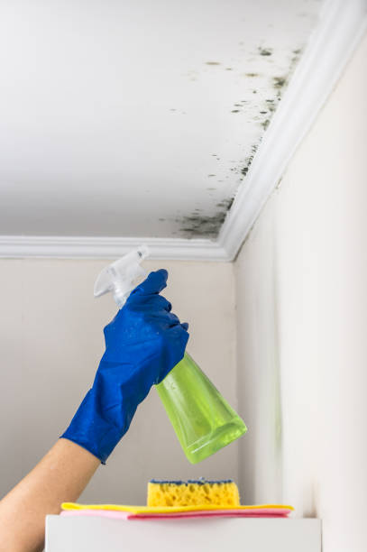 Best Mold Removal and Inspection  in Lake Camelot, WI