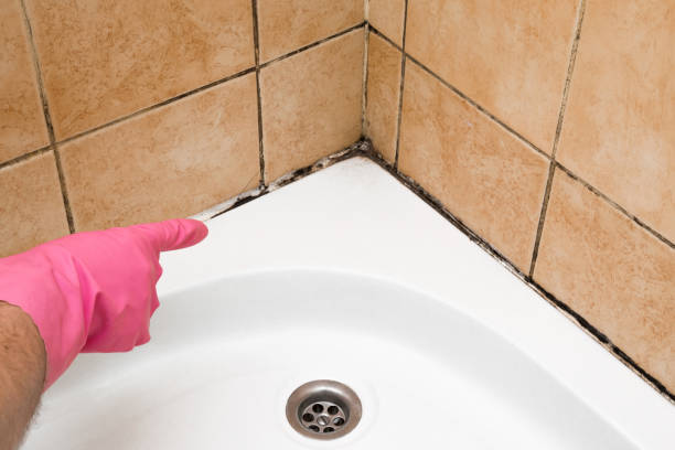 Best Certified Mold Removal  in Lake Camelot, WI